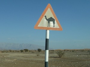 ラクダに注意（砂漠地帯で多く見られる）